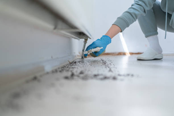 Reliable Chester, VA Pest Control Solutions